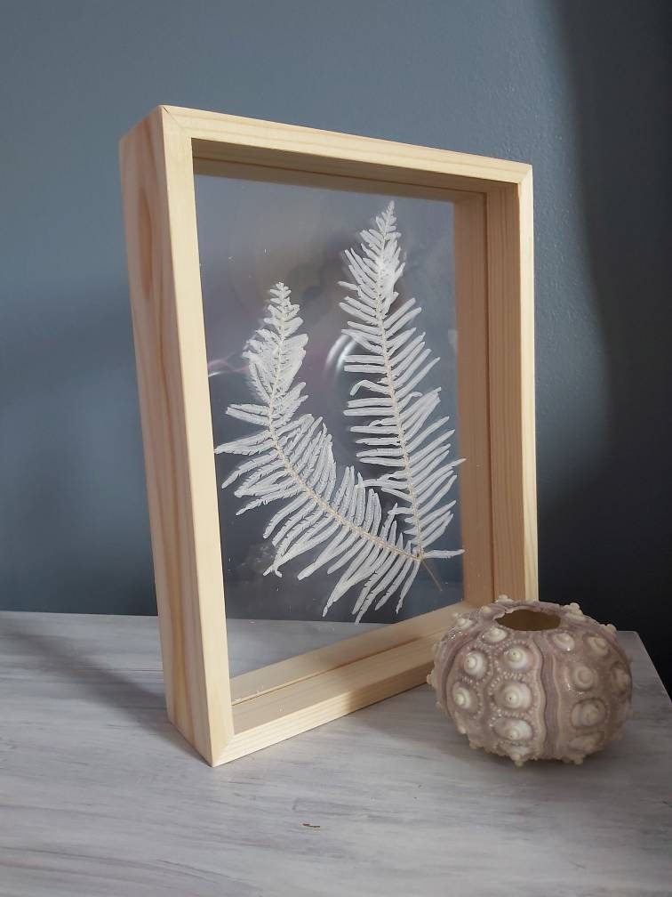 Cadre Végétal Herbier Duo Fougères Blanchies Cadre Bois Jungle Décoration Plexiglas