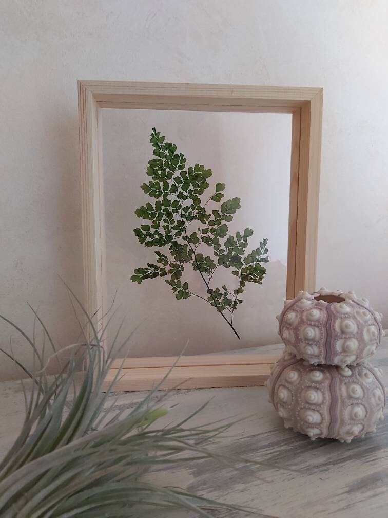 Cadre Végétal Herbier Fougères Lutti Cadre Bois Jungle Décoration Plexiglas