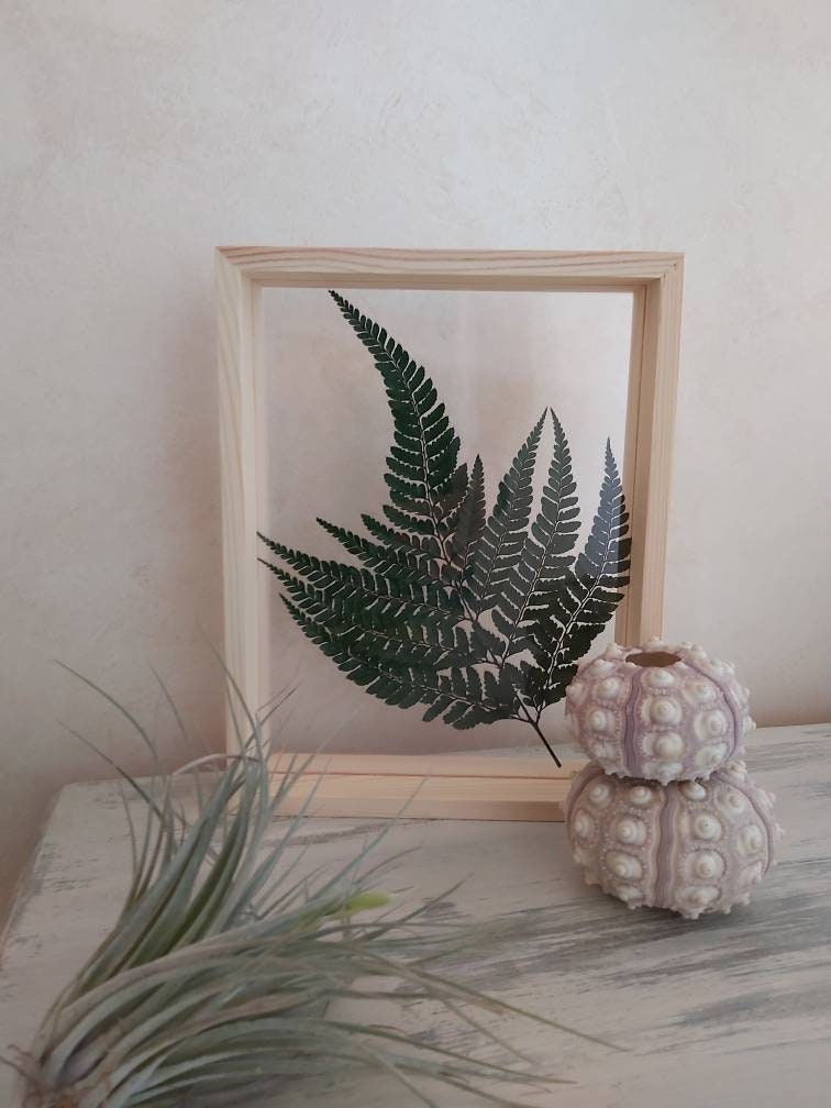 Cadre Végétal Herbier Fougères Cadre Bois Jungle Décoration Plexiglas