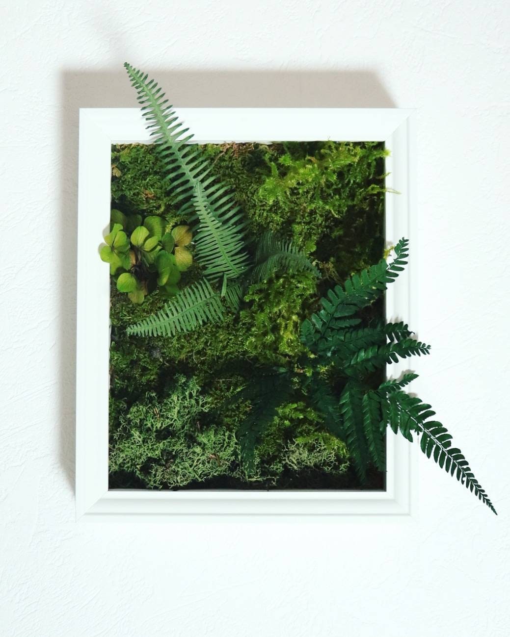 Cadre Végétal Stabilisé , Mousse Stabilisées Fougères Bois Carde Murale Jungle Décoration Mûre Cadea