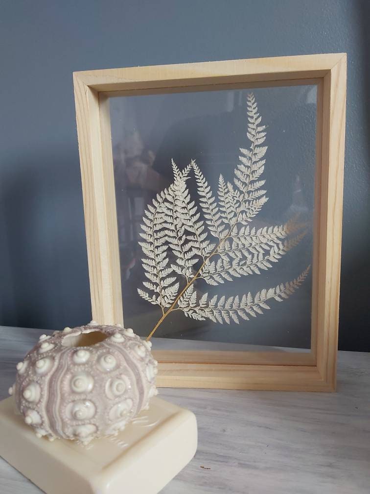 Cadre Végétal Herbier Fougères Blanchies Cadre Bois Jungle Décoration Plexiglas