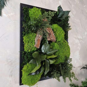 Peut inclure: Une œuvre d'art murale rectangulaire présentant un arrangement vibrant de mousse verte, de fougères et de diverses plantes. L'œuvre est encadrée dans un cadre en bois noir, créant un contraste saisissant avec les éléments naturels. Des morceaux d'écorce sont incorporés.