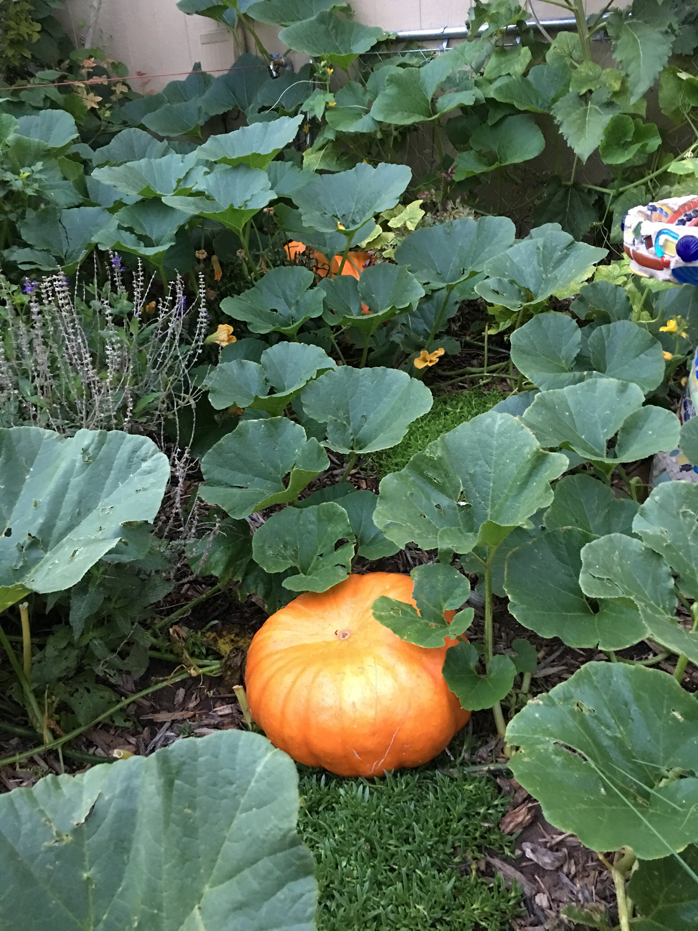 Home Grown Cinderella Pumpkins French heirloom variety I grow | Etsy