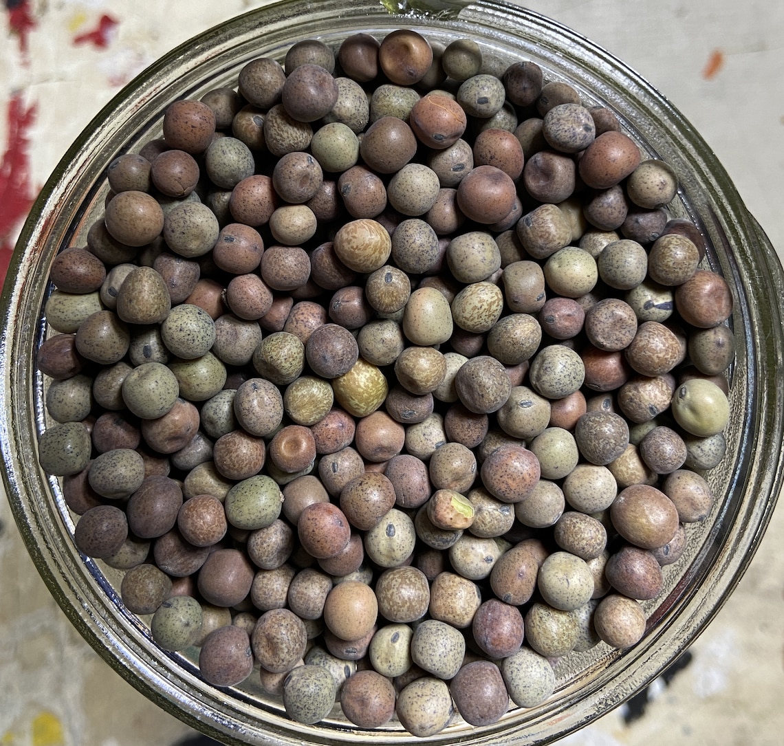 30 grams Austrian Winter Peas Cool Season Crop they are Etsy