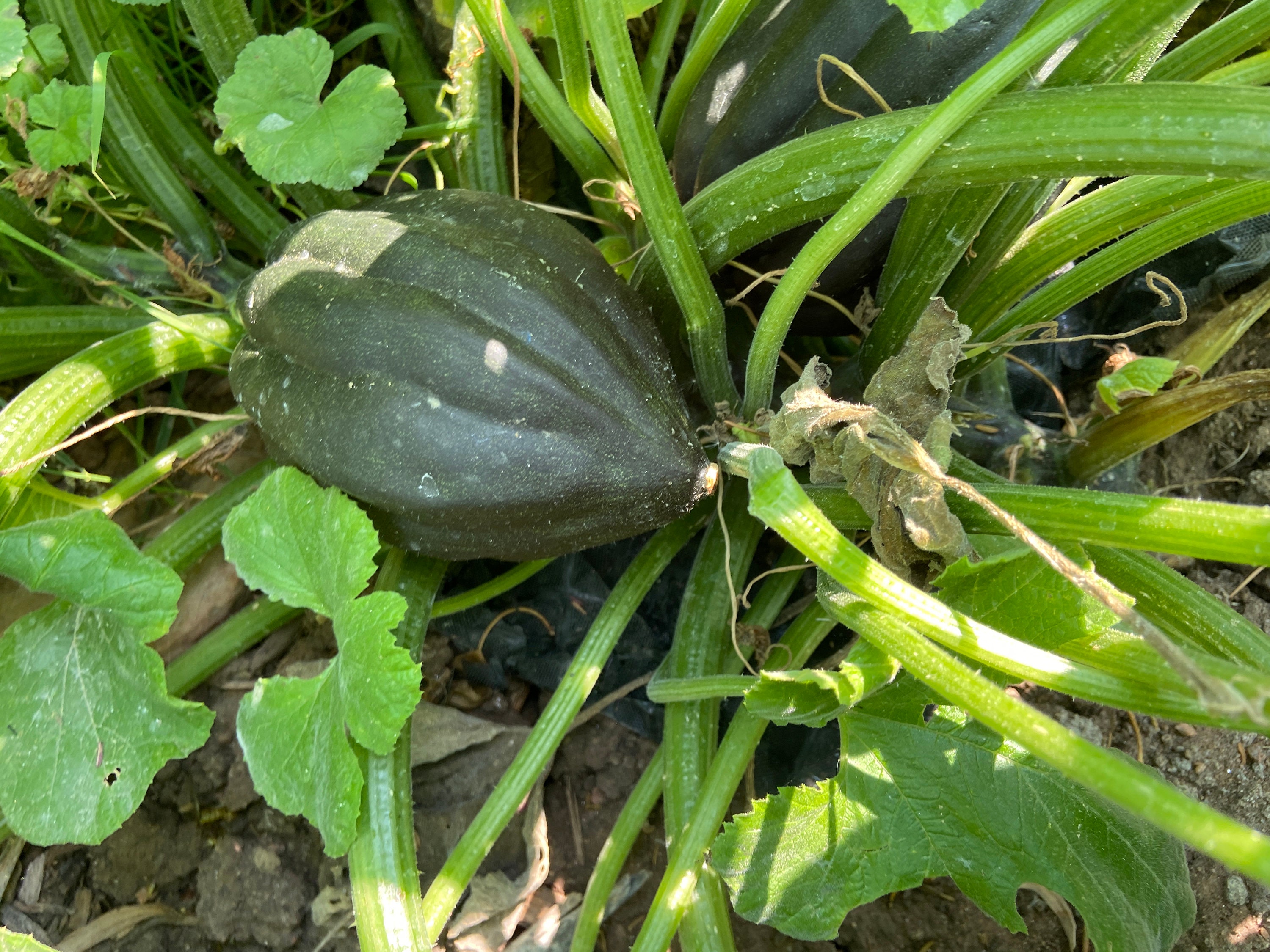 acorn squash seeds acorn squash seeds