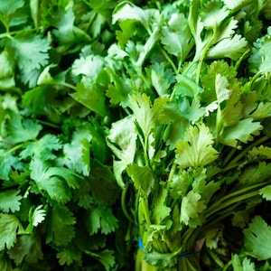 Cilantro Seeds are So Easy to Grow! 2 Dozen Seeds! Coriander Seed