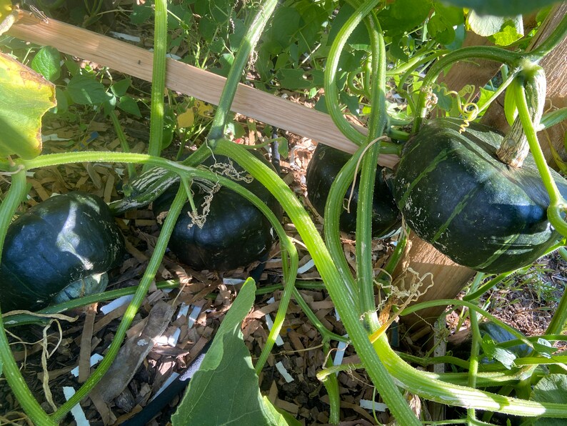 Homegrown Heirloom Buttercup Squash Seeds, Bakers Dozen, Winter Squash