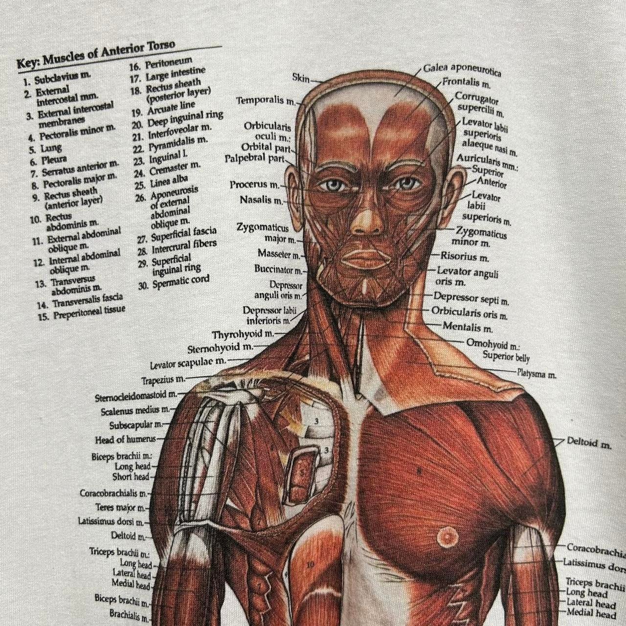 90s anatomical chart 人体標本 nirvana 90s anatomical chart 人体標本 nirvana