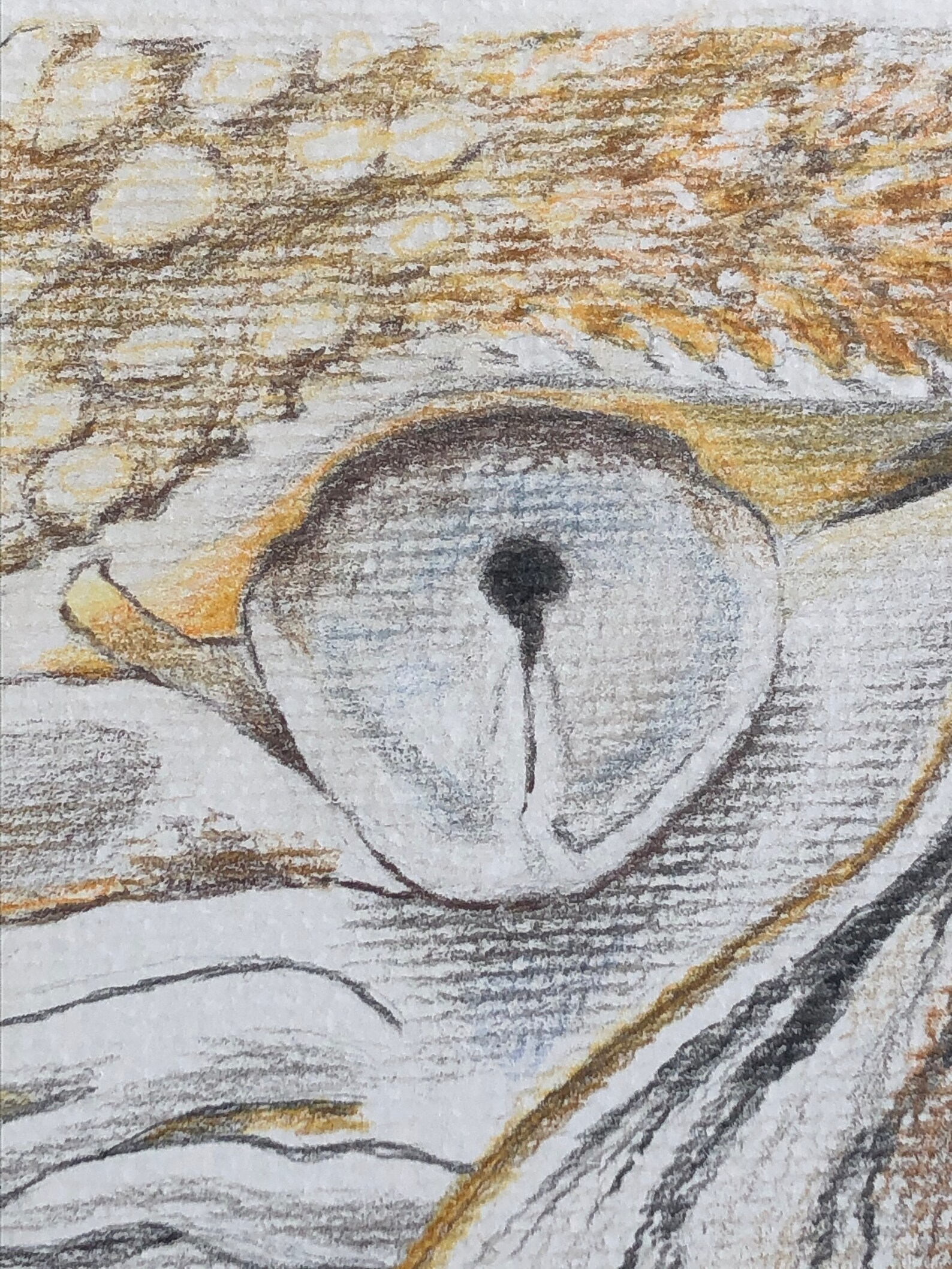 Nautilus Snail Eye Original Drawing Etsy