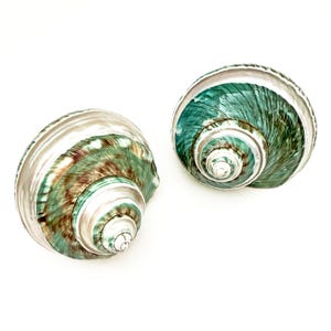 May include: Two polished turban shells featuring a spiral structure with iridescent green, teal, and brown marbled patterns. The shells have a smooth, glossy finish with a white, pearlescent interior rim visible at the wide opening of each shell.