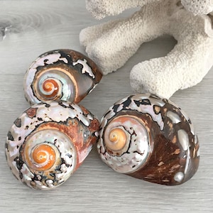 May include: Three polished turbo shells featuring a spiral pattern with iridescent white, brown, and orange hues. Each shell displays a smooth, glossy surface with a distinct orange center at the apex, arranged near a piece of white, textured coral.