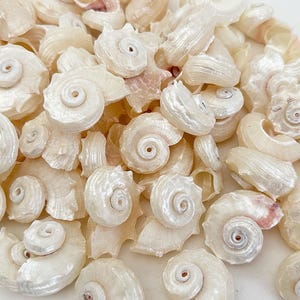 May include: A collection of small, off-white spiral seashells with a pearlescent, iridescent finish. Each shell features a distinct coiled structure with a central point, showcasing natural ridges and smooth, glossy surfaces throughout the group.