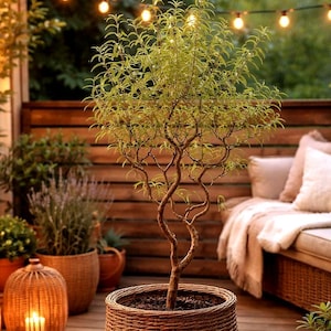 Junge, 20 cm hohe Korkenzieherweide. Schnellwachsender Topfbaum. Geeignet für Terrasse, Balkon und Garten. Gezüchtet in der Bretagne.