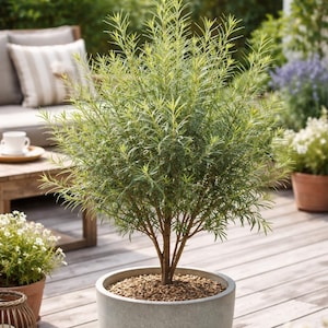 Rosmarinblättrige Weide, 20 cm, im Topf – Topfbaum für Terrasse oder Balkon – Junge, robuste, schnellwachsende Pflanze – Gezüchtet in der Bretagne