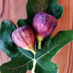 Peut inclure: Deux figues mûres, à la peau pourpre et rouge, reposent sur une grande feuille de figuier verte. Les figues ont une forme de goutte d'eau et sont posées sur un fond en bois. Les nervures de la feuille sont visibles.