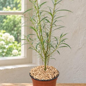 Peut inclure: Une petite plante de saule avec des feuilles vertes fines et pointues poussant dans un pot en plastique marron. La surface du terreau est recouverte d'une couche de copeaux de bois clairs. La plante présente plusieurs tiges fines et droites.