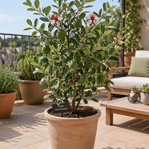 Ung feijoa (brasiliansk guava) planta (20 cm) – Krukväxt – Exotisk frukt – Odlad i Bretagne – Ätbar krukväxt