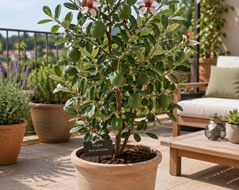Jonge feijoa (Braziliaanse guave) plant (20 cm) – Potplant – Exotische vrucht – Gekweekt in Bretagne – Eetbare potplant