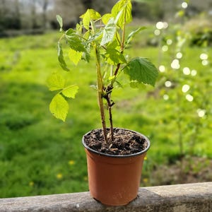 Può includere: Una giovane pianta di lampone in un vaso di plastica marrone. La pianta ha foglie verdi e un fusto marrone. Il vaso è appoggiato su una panchina di legno, con uno sfondo verde sfocato.