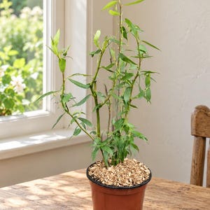 Peut inclure: Une petite plante de saule avec des feuilles vertes élancées et des tiges fines, en pot dans un contenant en plastique marron. La surface du terreau est recouverte d'une couche de copeaux de bois clairs, avec plusieurs branches.