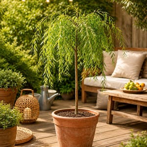 Peut inclure: Un saule pleureur aux feuilles longues, fines et vert vif, planté dans un grand pot en terre cuite de couleur terracotta. L'arbre possède un tronc unique, droit et fin, ainsi qu'un feuillage en cascade formant une couronne arrondie.