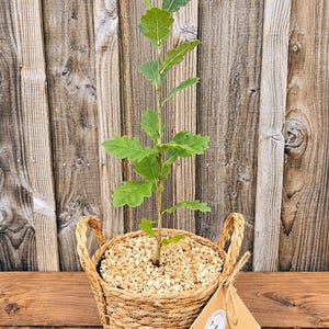 Peut inclure: Un jeune plant de chêne aux feuilles lobées vertes planté dans un panier en osier tressé avec deux anses. La surface du terreau est recouverte de copeaux de bois clairs. Une étiquette en papier brun avec un petit autocollant blanc est attachée.