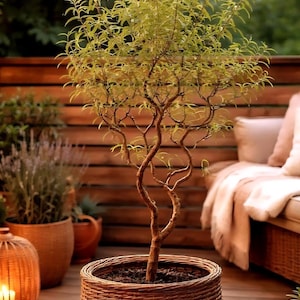 Op de afbeelding: Een kleine, decoratieve boom in een geweven bruine mand. De boom heeft een gedraaide stam en delicate groene bladeren. De mand staat op een houten terras, met andere potplanten en lichtslingers op de achtergrond.