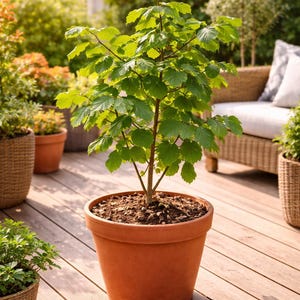 Peut inclure: Jeune arbre aux feuilles vertes vives dans un pot en terre cuite. La plante est posée sur une terrasse en bois, entourée d'autres plantes en pot et d'un canapé en osier. La scène est baignée de soleil, suggérant un cadre extérieur.