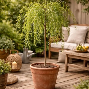 Peut inclure: Un saule pleureur en pot, avec un feuillage vert et retombant. L'arbre est dans un pot en terre cuite, posé sur une terrasse en bois. L'arrière-plan comprend un banc en bois, des plantes et des guirlandes lumineuses.