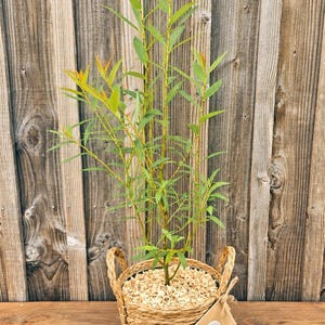 May include: A tall, slender willow plant with vibrant green and orange-tipped leaves, potted in a woven seagrass basket with two handles. The soil surface is covered with light-colored wood shavings, and a small brown paper tag is attached to the side.