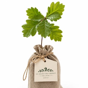 Chêne arbre cadeau en pot — Cadeau nature & symbole - cadeau mariage invités entreprise - Arbre né et élevé dans le Morbihan, Bretagne