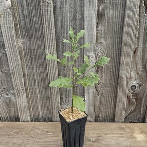 Peut inclure: Un jeune plant de chêne aux feuilles vertes lobées poussant dans un pot de pépinière carré, haut et noir. La surface du terreau est recouverte d'une couche de copeaux de bois brun clair, et la plante présente une tige centrale fine et droite.