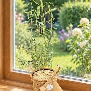 Peut inclure: Une plante de saule haute et élancée avec de longues feuilles vertes étroites, plantée dans un panier en jonc tressé. La surface du terreau est recouverte de copeaux de bois clairs. Une petite enveloppe en papier kraft est attachée au panier.