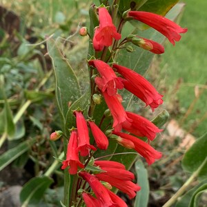150 Eatons RED FIRECRACKER PENSTEMON Eatonii Flower Seeds *Flat S/H 