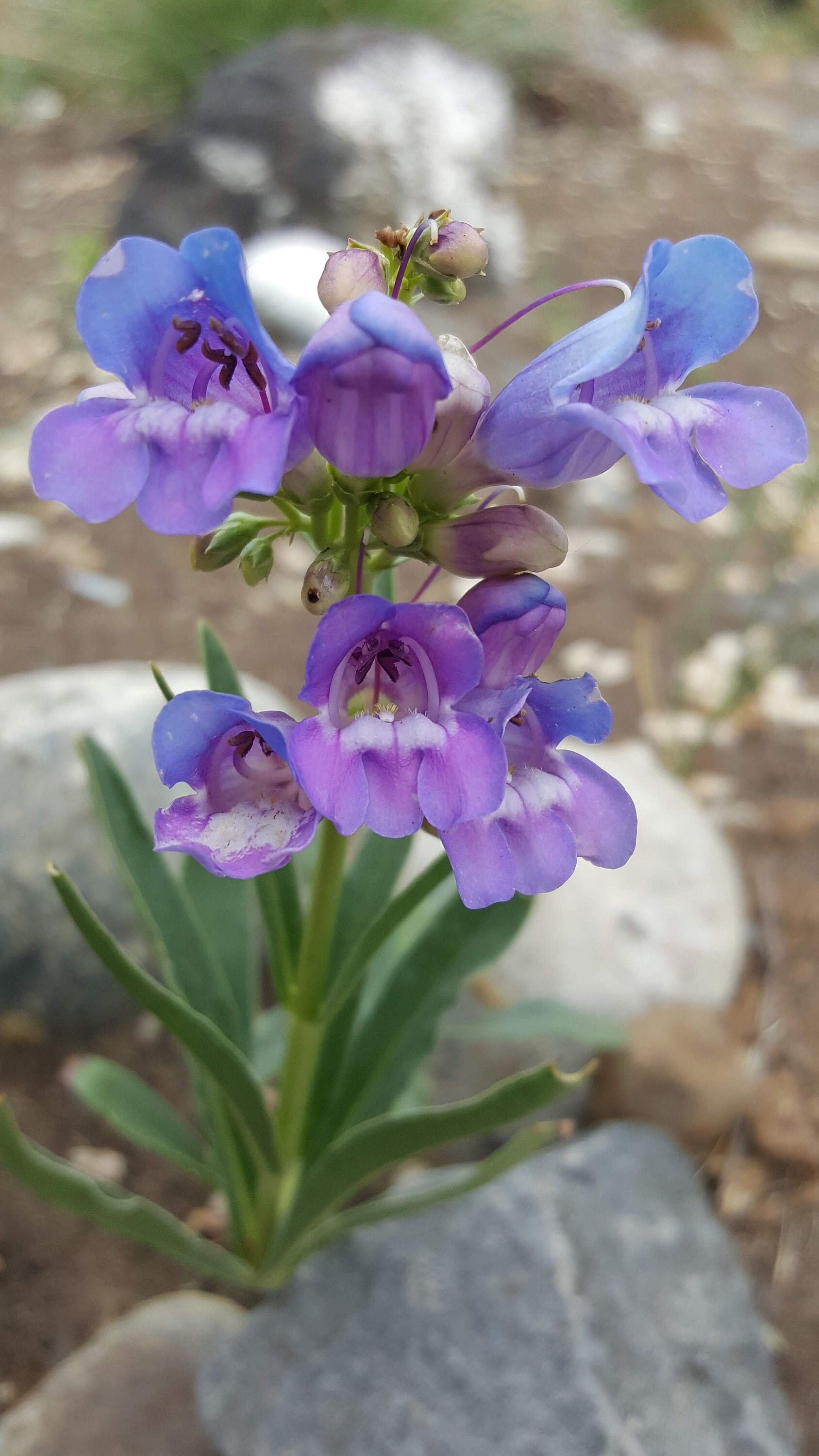 50 SeedsRoyal Penstemon Penstemon speciosus Etsy
