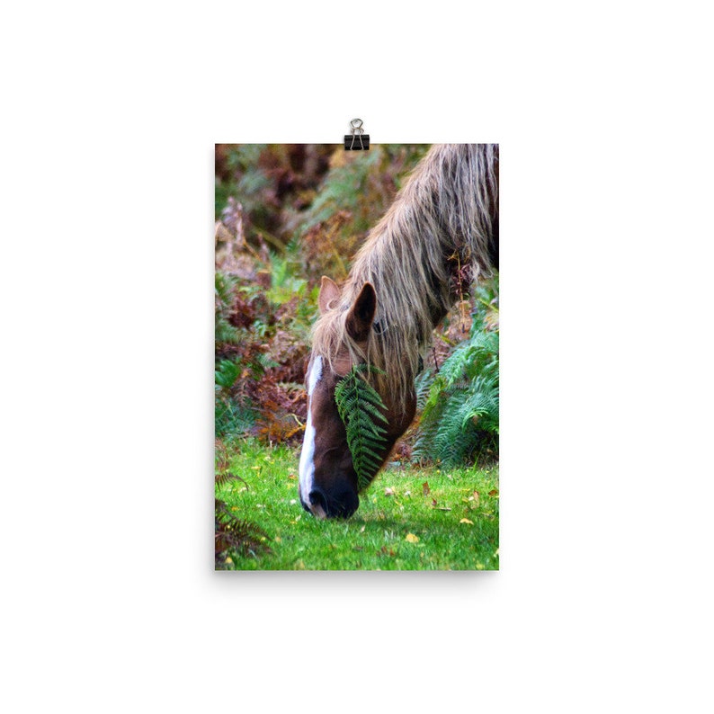 Horse Wall Art Fall Print Nature Art Print Equestrian Print Horse Photography Wildlife Photography Autumn Decor, Wild Horse Print