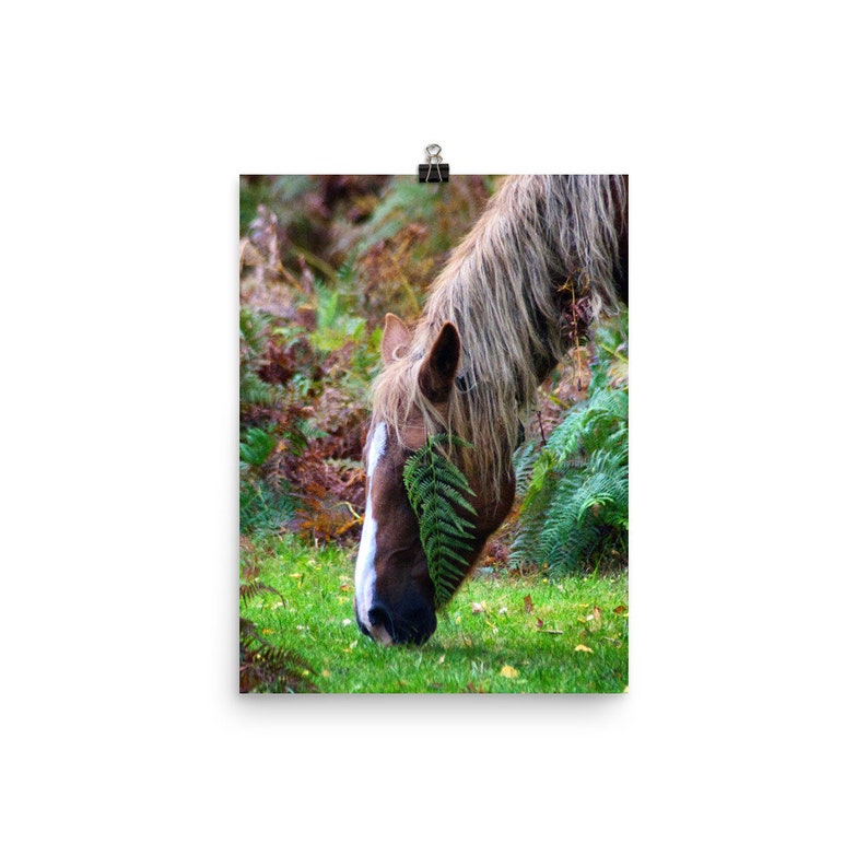 Horse Wall Art Fall Print Nature Art Print Equestrian Print Horse Photography Wildlife Photography Autumn Decor, Wild Horse Print