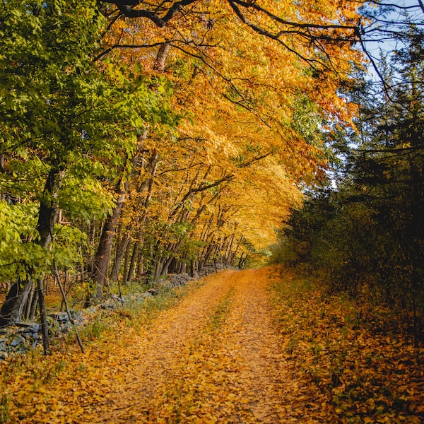 Autumn Road - Etsy