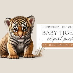 Paquete de imágenes prediseñadas de tigres bebés, imágenes de uso comercial, PNG de tigre transparentes, ilustraciones de grandes felinos, imágenes prediseñadas de animales