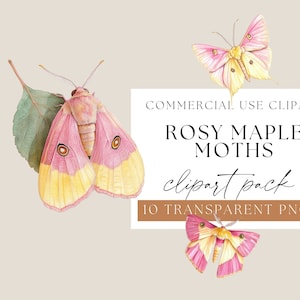 Rosy Maple Moths Aquarell Clipart, rosa und gelbe Motte, transparente png, hübsche Insekten, Sommer Clipart, kommerzielle Nutzung
