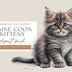 Aquarelle Maine Coon Kitten Clipart Pack, Images à usage commercial, Transparent Kitten PNGs, Cat illustrations, Animal Clip art