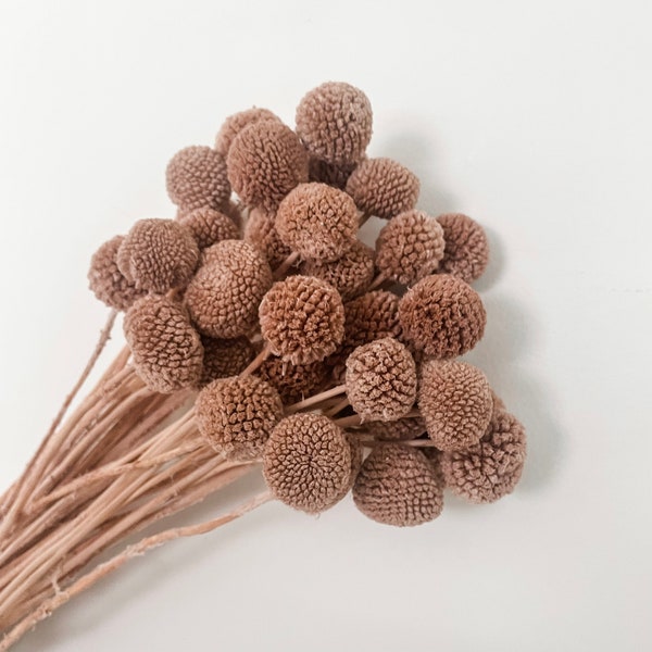 Rosewood Billy Buttons, Preserved/Dried Flower DIY (5 Stems Per Pack) | Natural Arrangement | DIY Flower Bouquet Wedding | Floral Design DIY