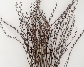 Natural Dried Flowers, Dried Renanthera, 5 Stems a Pack | Boho/Coastal Home Decor, Weddings | DIY Preserved Flower Arrangement Decor Rustic