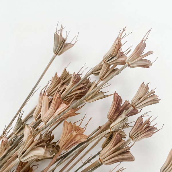 Natural Dried Flowers, Nigella Hex Flower Bunch Natural, (5 Stems a Bunch) | Boho/Coastal Home Decor DIY Arrangement | Weddings/Events DIY