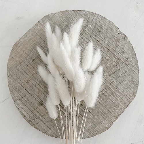 Dried Flowers Bunny Tails Natural White Bunch of 25 Stems Etsy Australia
