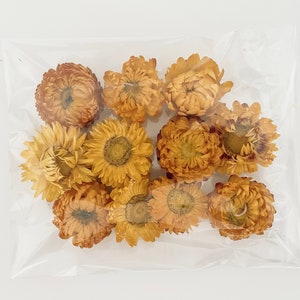 Natural Dried Flowers, Dried Strawflowers (Pack of 10 Heads) | DIY Art and Craft |DIY Wedding Design | DIY Cake Decor | Dried Floral Design