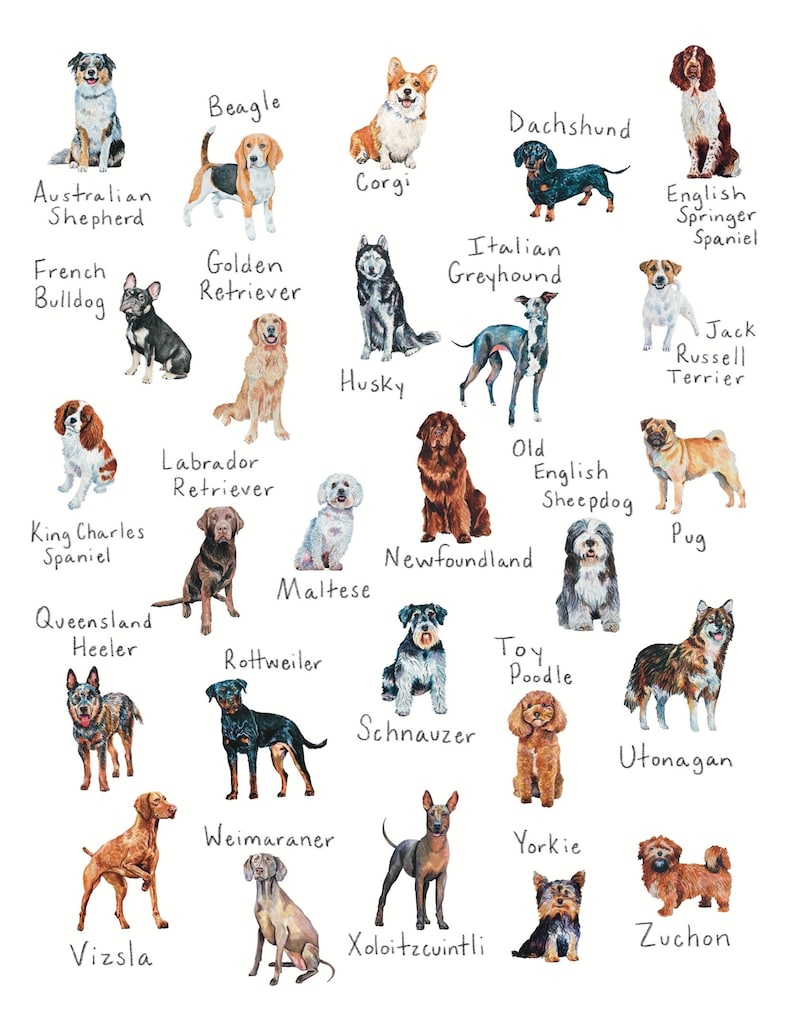 Alphabet Dog Breed Print, A-Z Dog Print, Dog Breed Poster, 8.5” X 11 ...