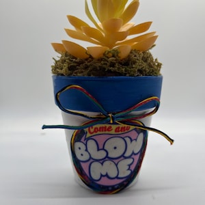 Puede incluir: Una pequeña suculenta decorativa en maceta con hojas de color amarillo-naranja y musgo verde. La maceta azul y blanca tiene una cinta y una etiqueta que dice "Come and BLOW ME".