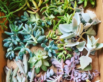 Succulents for Propagation, Succulent Cuttings, Succulent Leaves,  DIY Succulent, Rare Succulents, Echeveria, Crassula, Sedum, Kalanchoe..