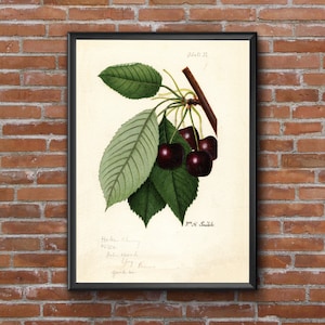 Hoke Cherries Print, Fruit Print, Kitchen Print Wal Art